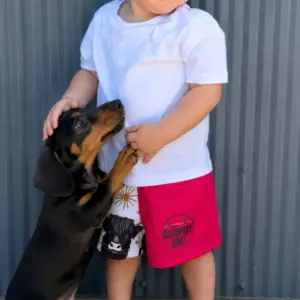 Highland Cow Country shorts Australian designed for kids. Country Dust