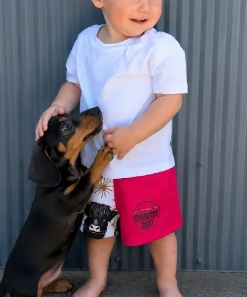 Highland Cow Country shorts Australian designed for kids. Country Dust